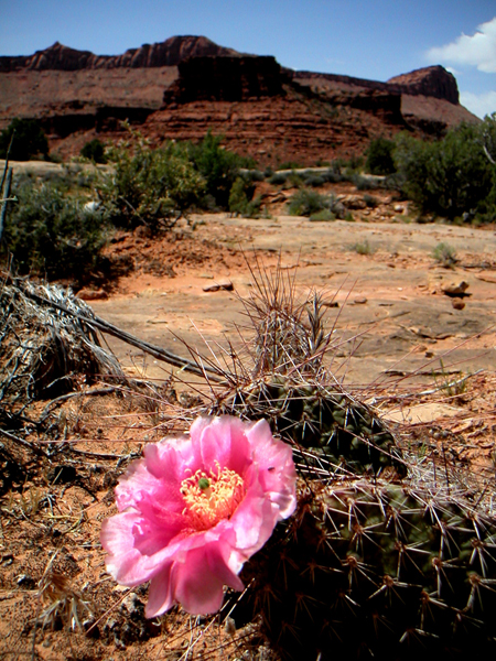 Cactus bloom in White Canyon area